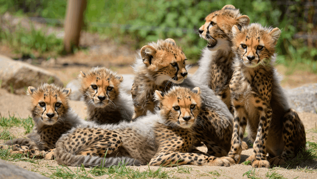 Six Baby Cheetahs Born in the Richmond Zoo’s Prolific Breeding Program – 167 Cats Since 2013 (WATCH)