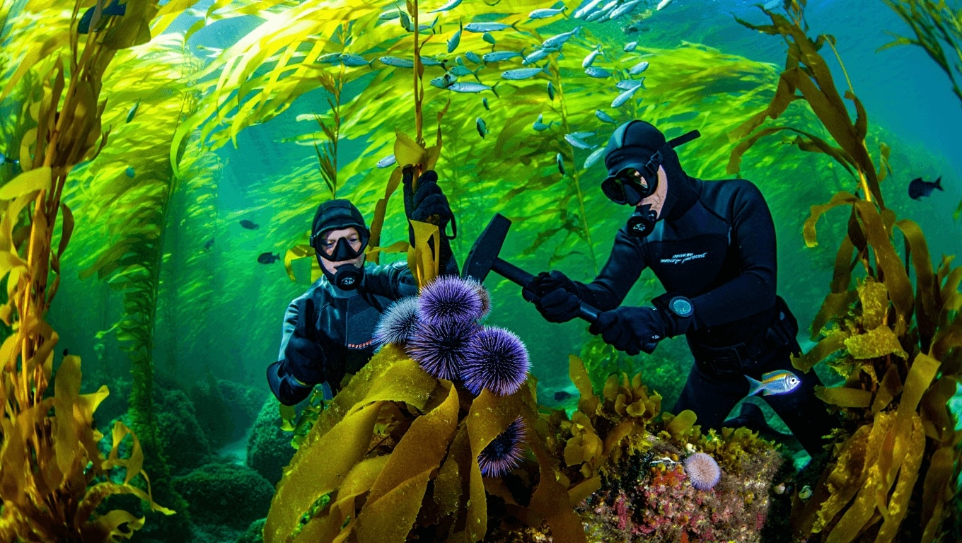 Smashing 6 Million Sea Urchins with Hammers Saved a California Kelp Paradise Thanks to Volunteer Divers