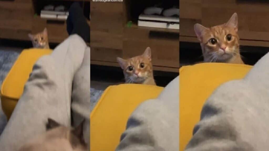 A cat’s reaction