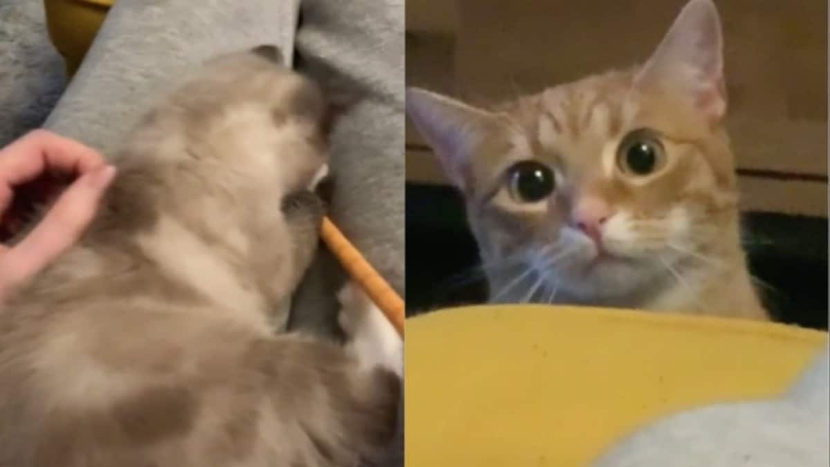 A cat’s reaction to seeing its owner with another kitten