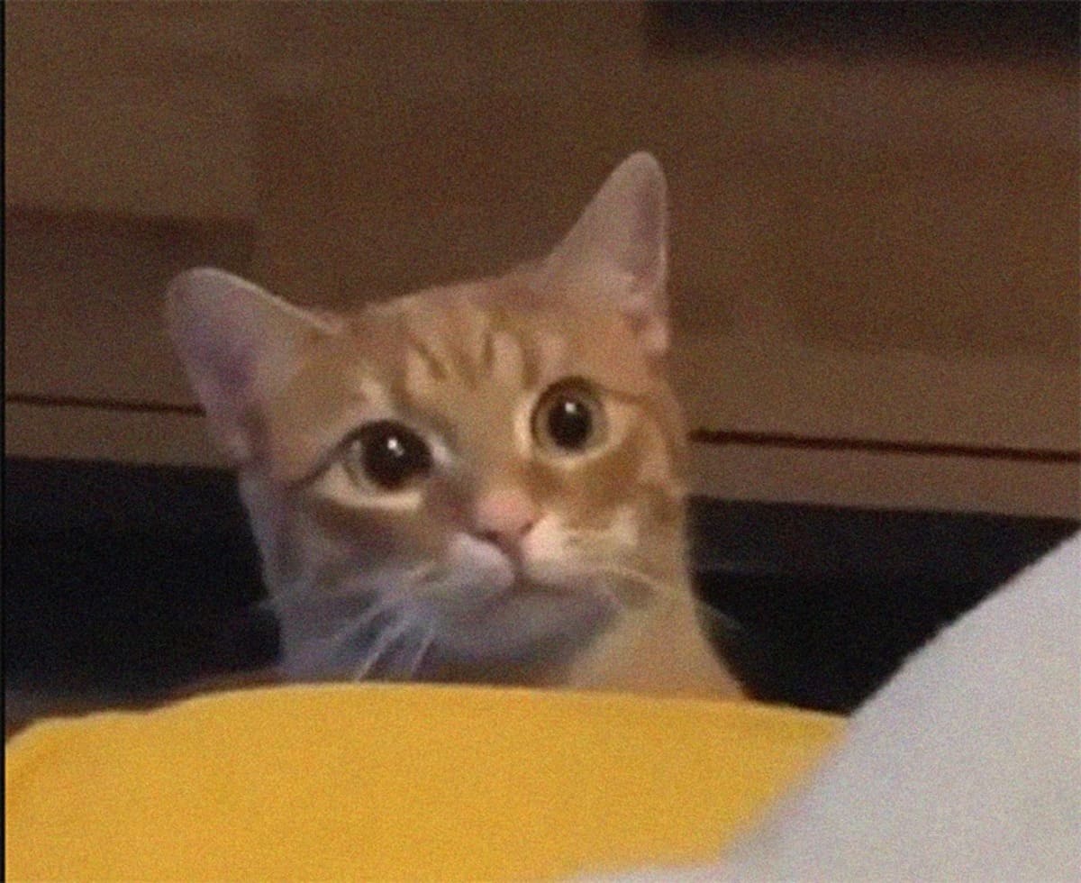 A cat’s reaction