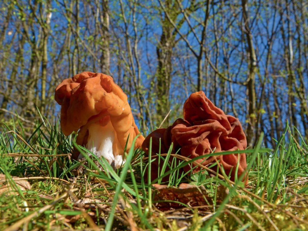 fungus