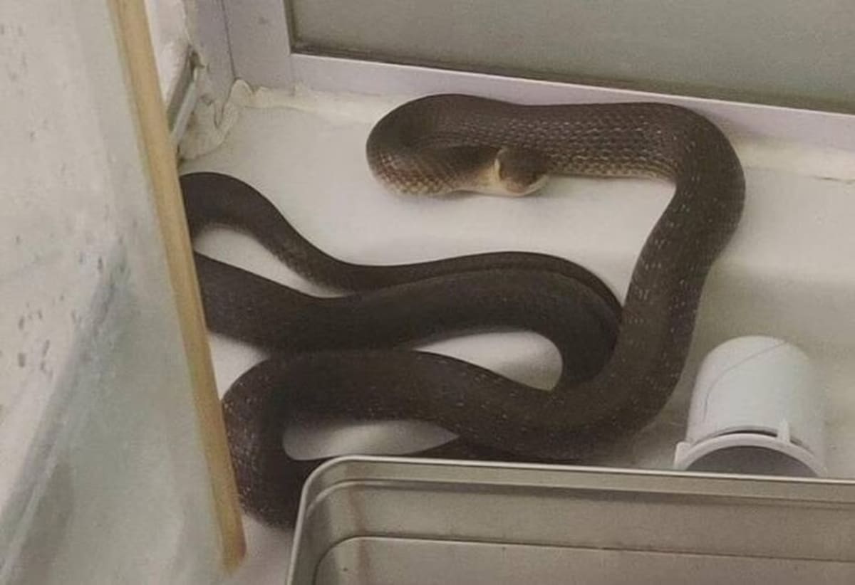 A snake comes up through the pipes
