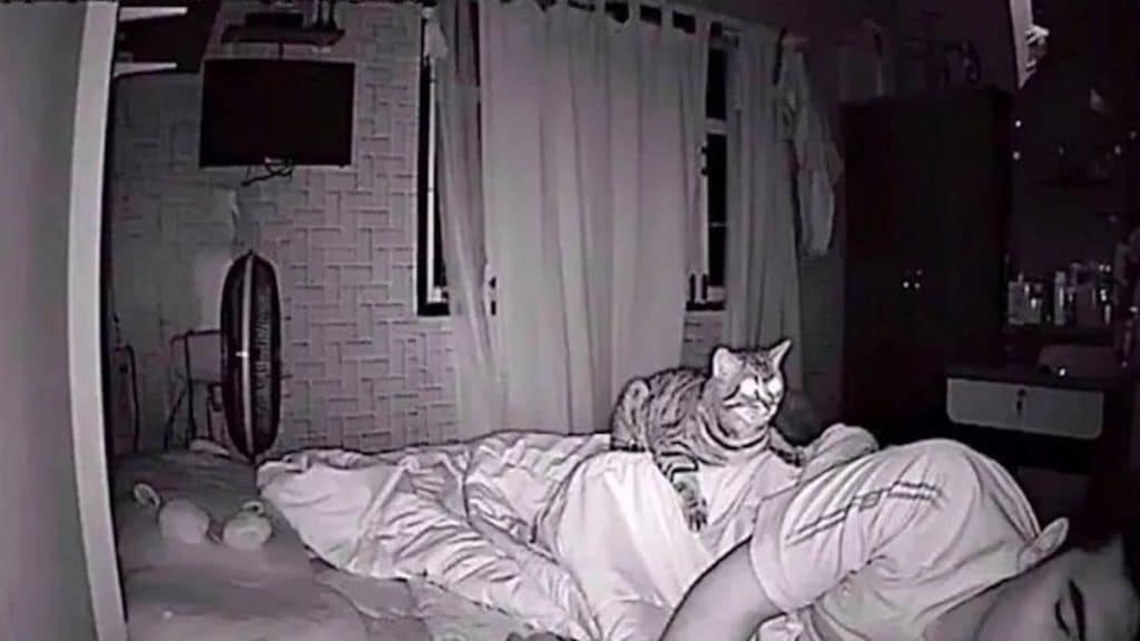 Caught On Camera: His Cat Stares At Him All Night, He Finally Films It And Understands The Reason
