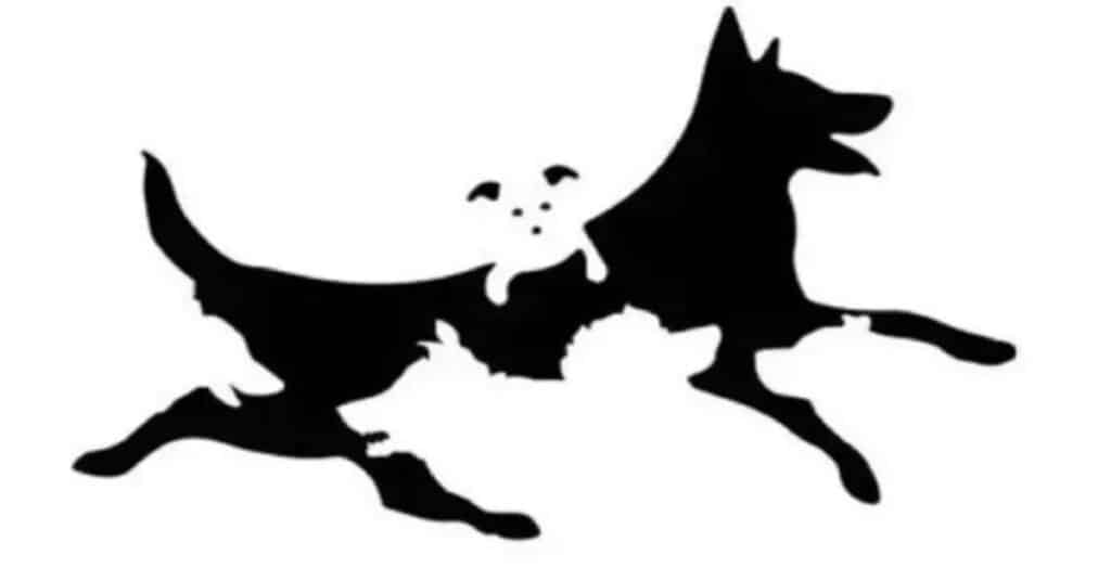 Count the dogs you see