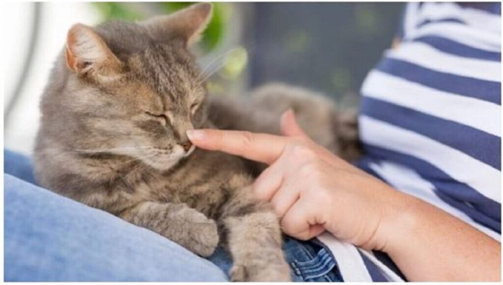 Here’s how long it takes for a cat to forget you