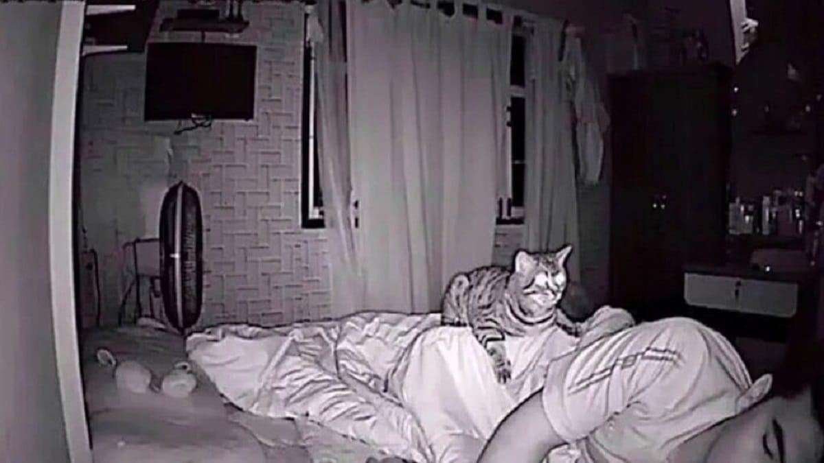 His cat stared at him every night