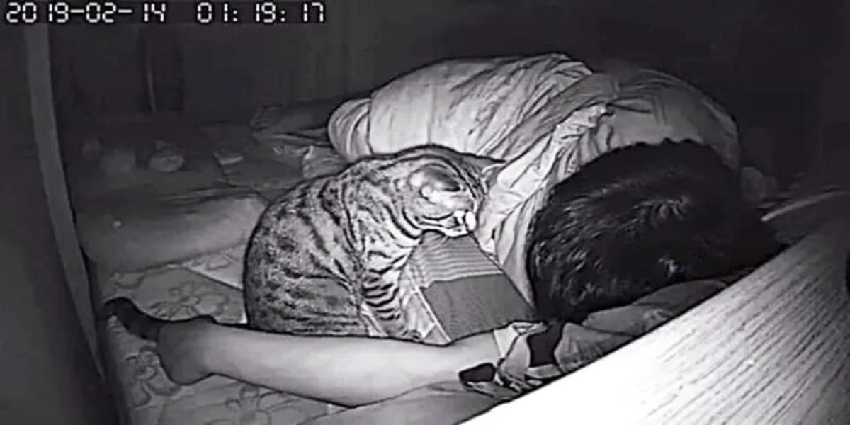 His cat stared at him every night