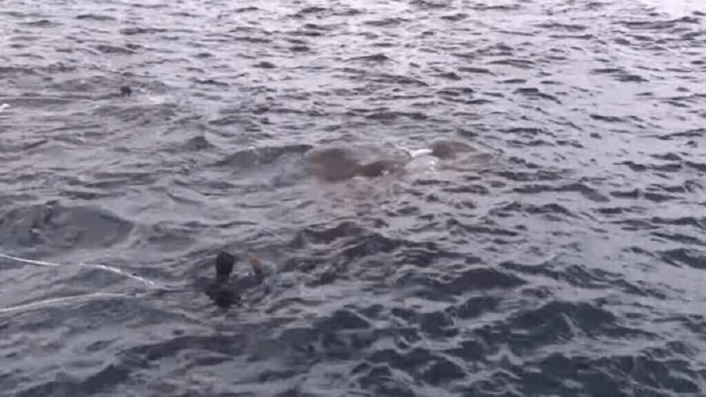 shocking thing in the water