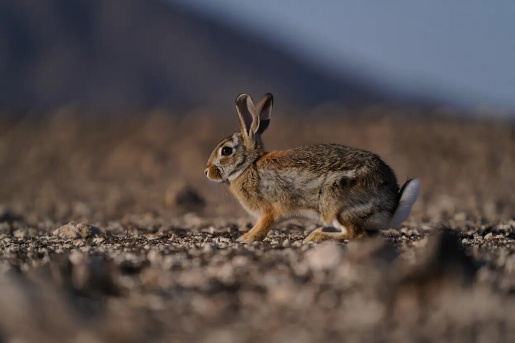 Small Rabbit with a Black Tail Not Seen in 120 Years Found Hopping Around Mexican Mountains