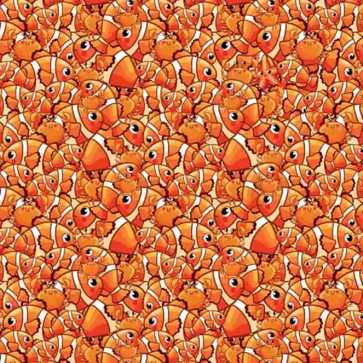 Spot the starfish among crabs and fish