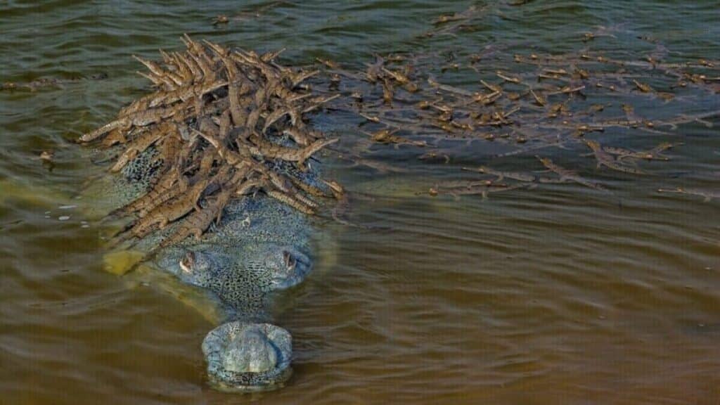 100 baby crocodiles