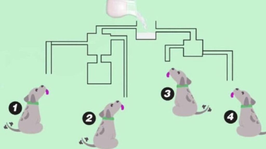 Who will drink the milk first?