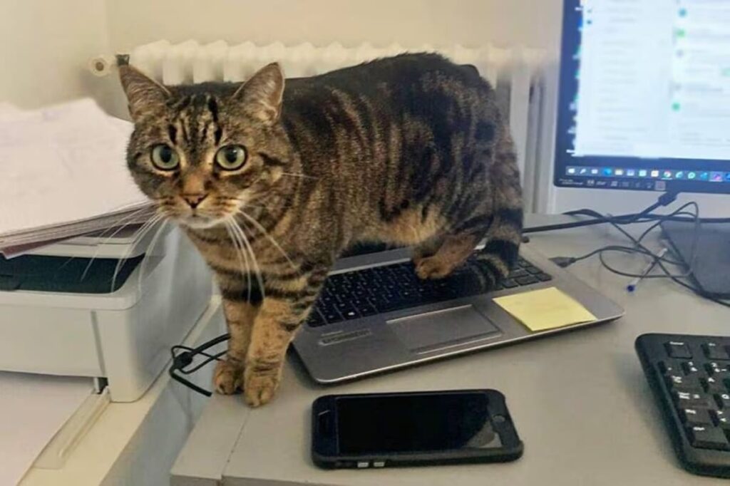 cat
