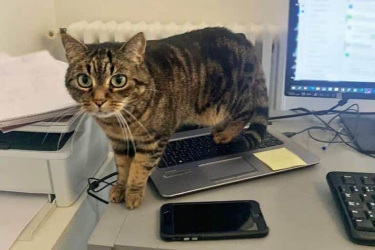 Why does your cat always sit on your computer when you work from home ...
