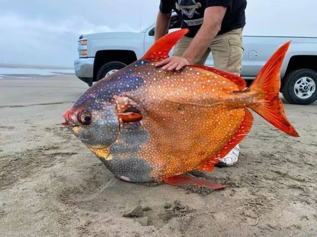 mysterious 45-kg fish