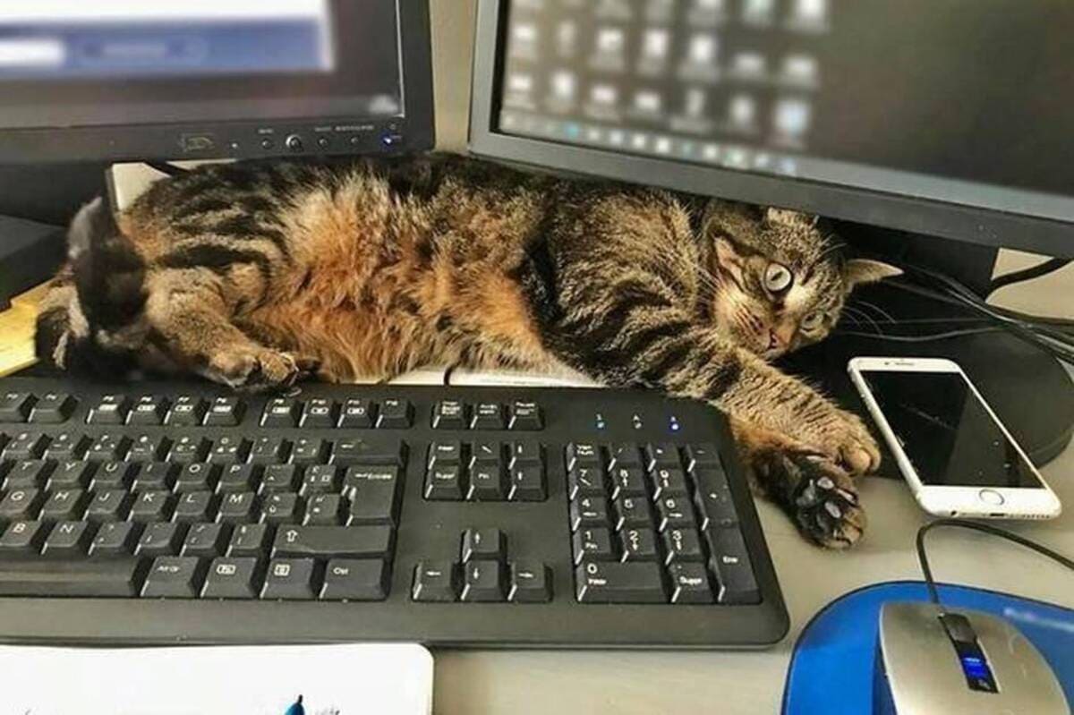 cat