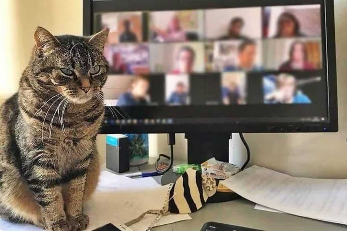 cat