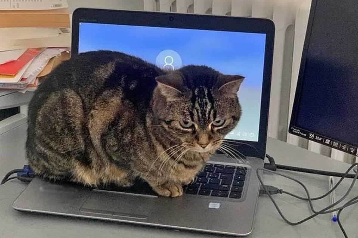cat