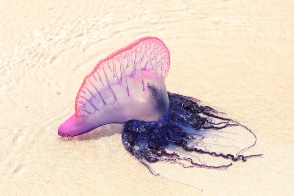this TikToker licked a deadly Portuguese man o’ war and barely survived