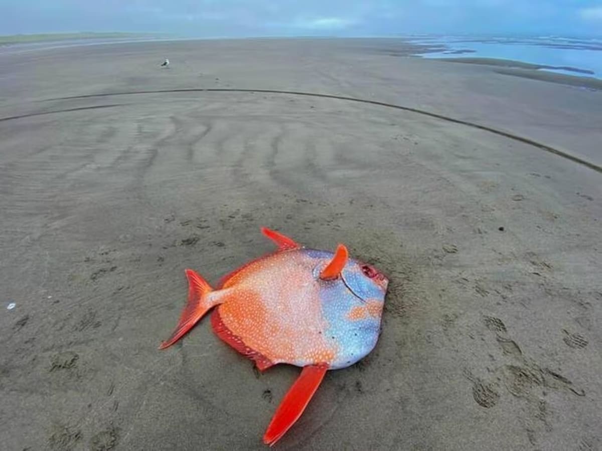 mysterious-45-kg-fish