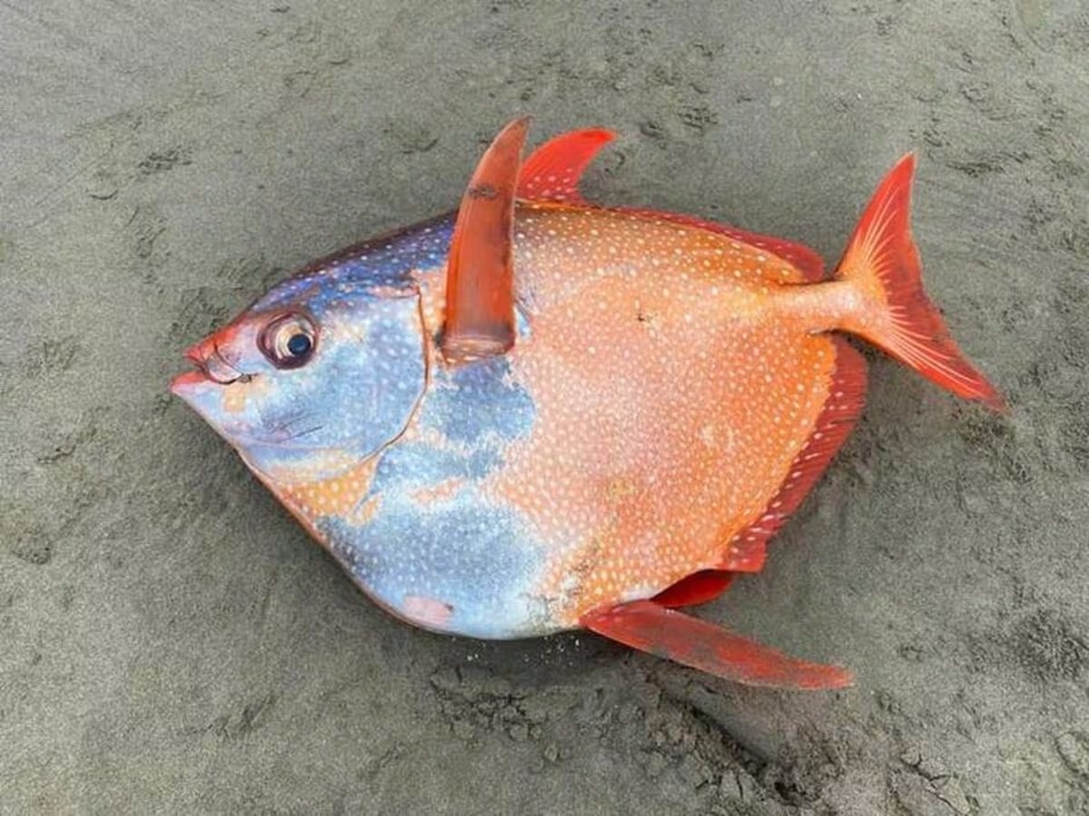mysterious-45-kg-fish