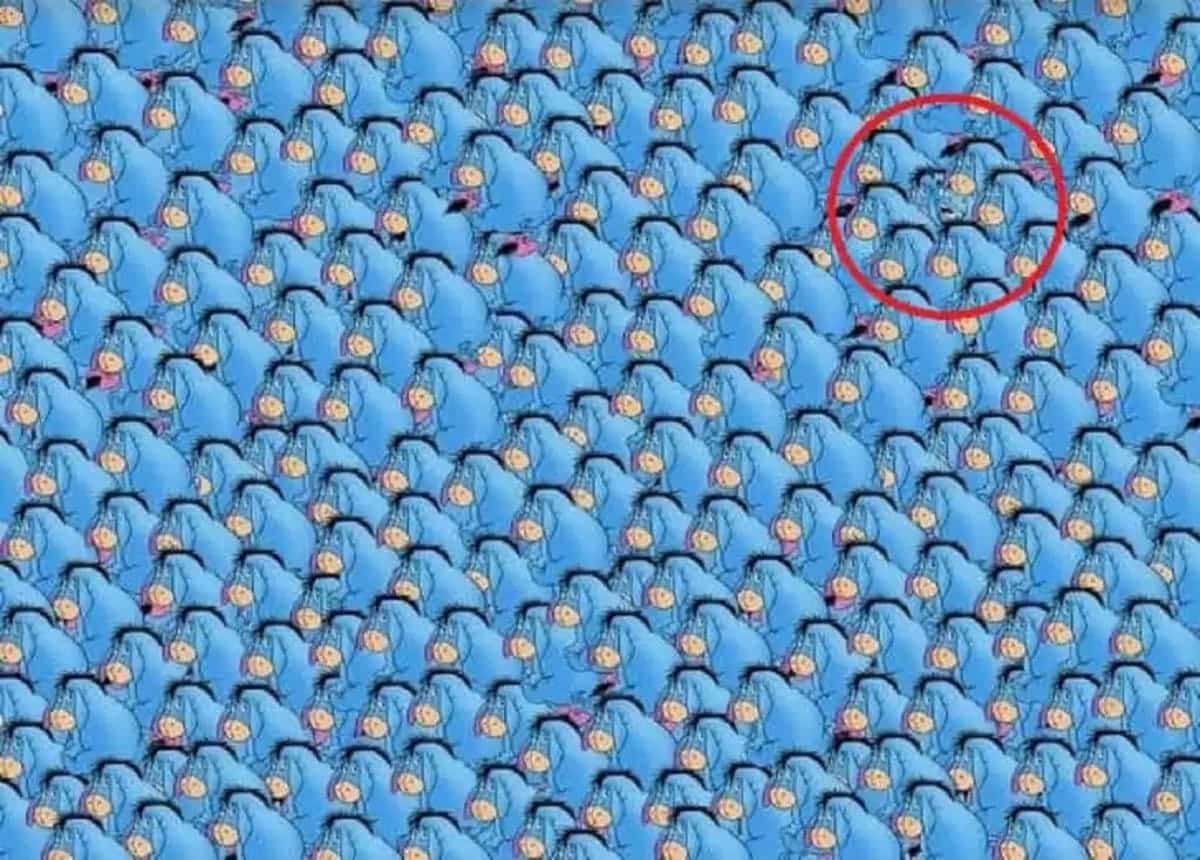 the genius hiding among the donkeys