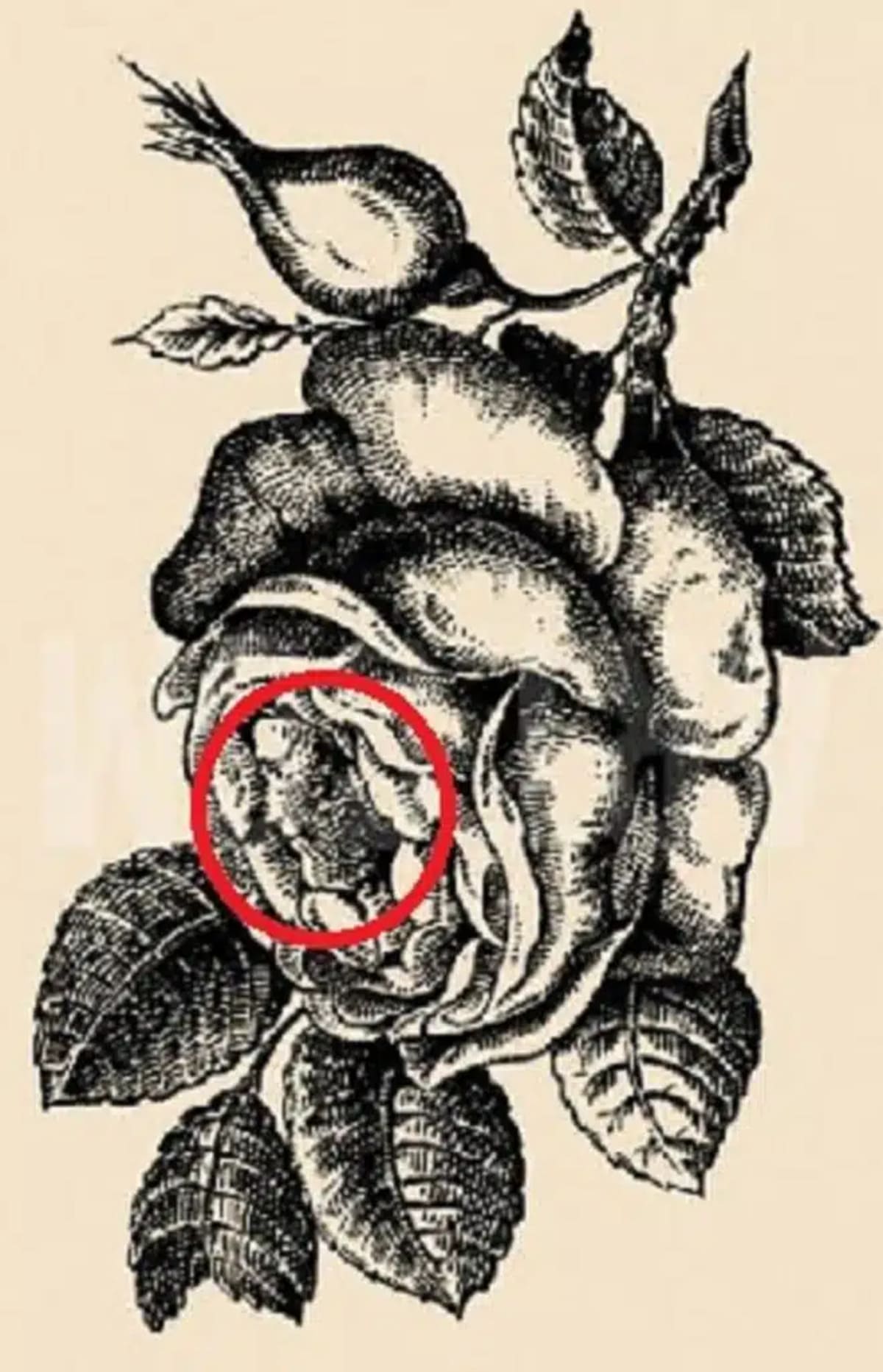 the hidden girl’s face