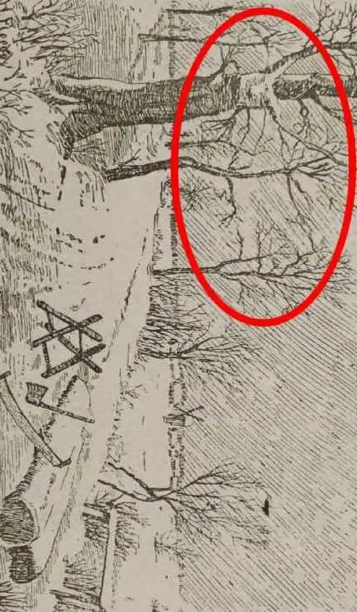 the hidden lumberjack