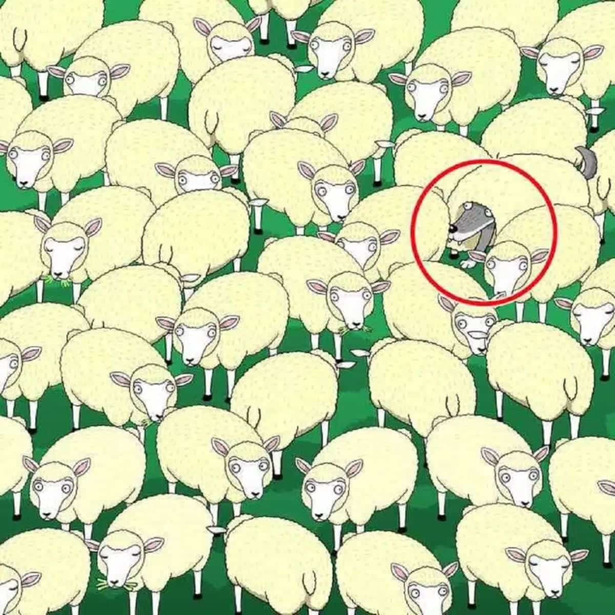 the hidden wolf