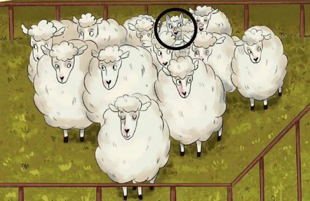Wolf among sheep