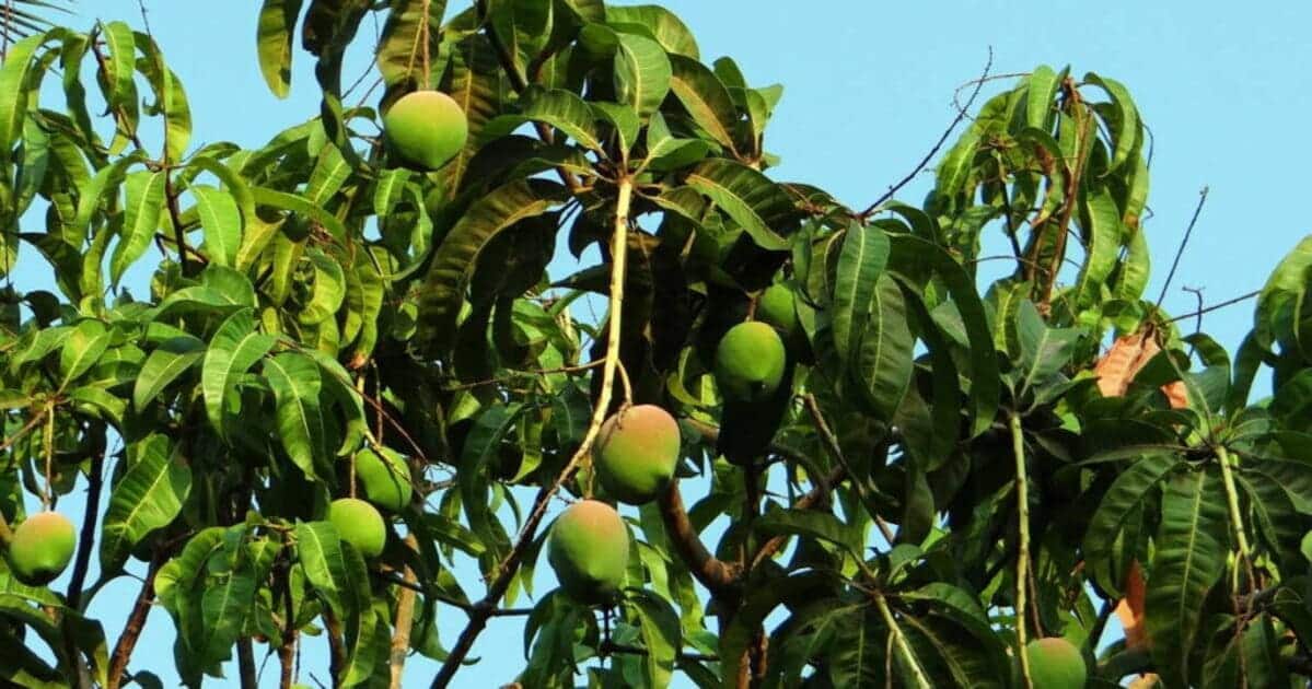 A farmer accidentally grows the world’s most expensive mango