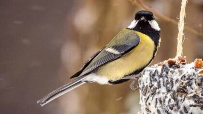 this common item draws birds to your yard all winter