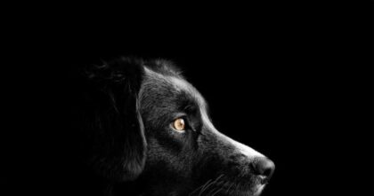 Why dogs dislike certain people