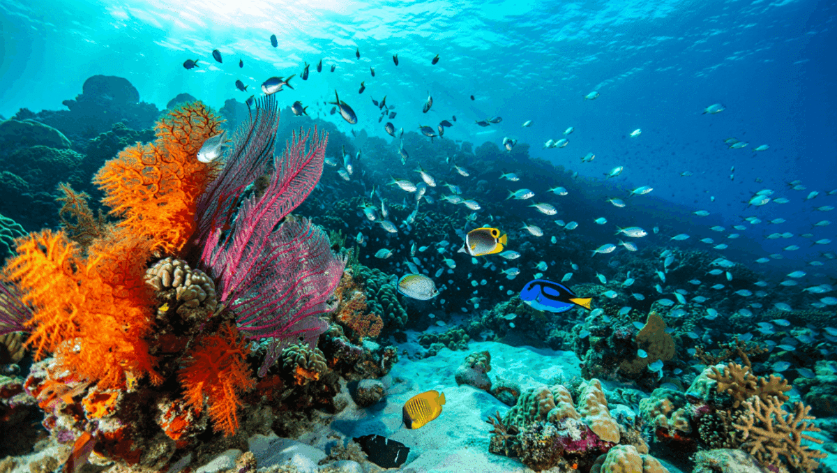 Mauritius Restores Reefs with Heat-Resistant Coral and Sees 98% Survival Rates