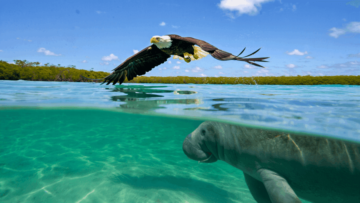 ZooTampa releases 26 rehabilitated manatees into Florida waters in 2025