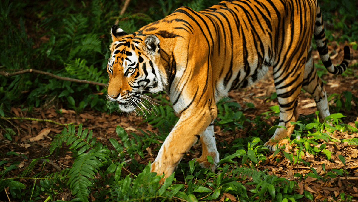 fire tiger captured on trail cam in Thailand one of the cat world's