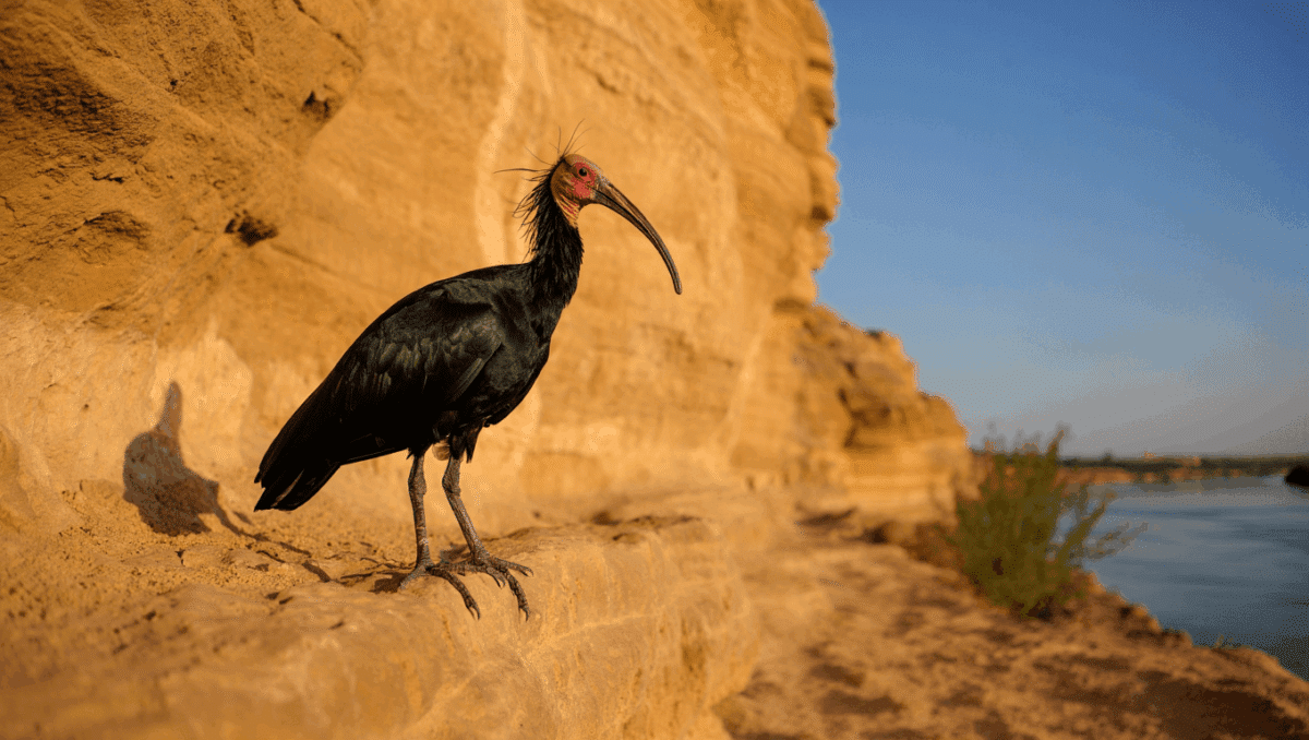 Bald Ibis ‘the Herald of Spring’ Saved from Extinction in Turkey Thanks to Semi-Wild Breeding