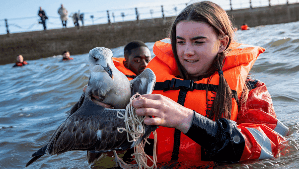 Woman Braves Frigid Water to Rescue Seagull Trapped and Hooked by Fishing Line
