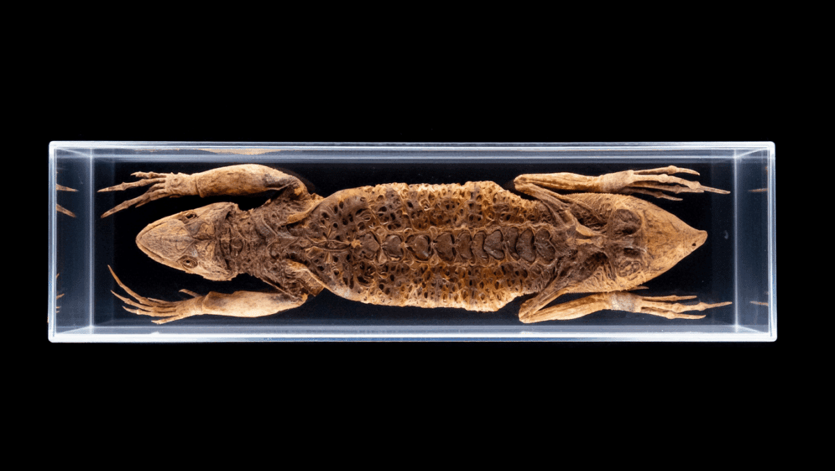 Fossil From 289M Years Ago Reveals ‘Mummified’ Skin, Scales, Proteins–And Earliest Known Lung Function