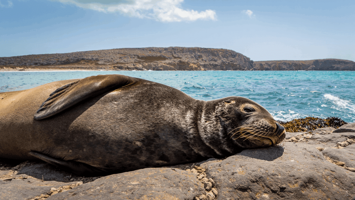 Vital Island Home for Endangered Monk Seals Gains Marine Protections from Greece