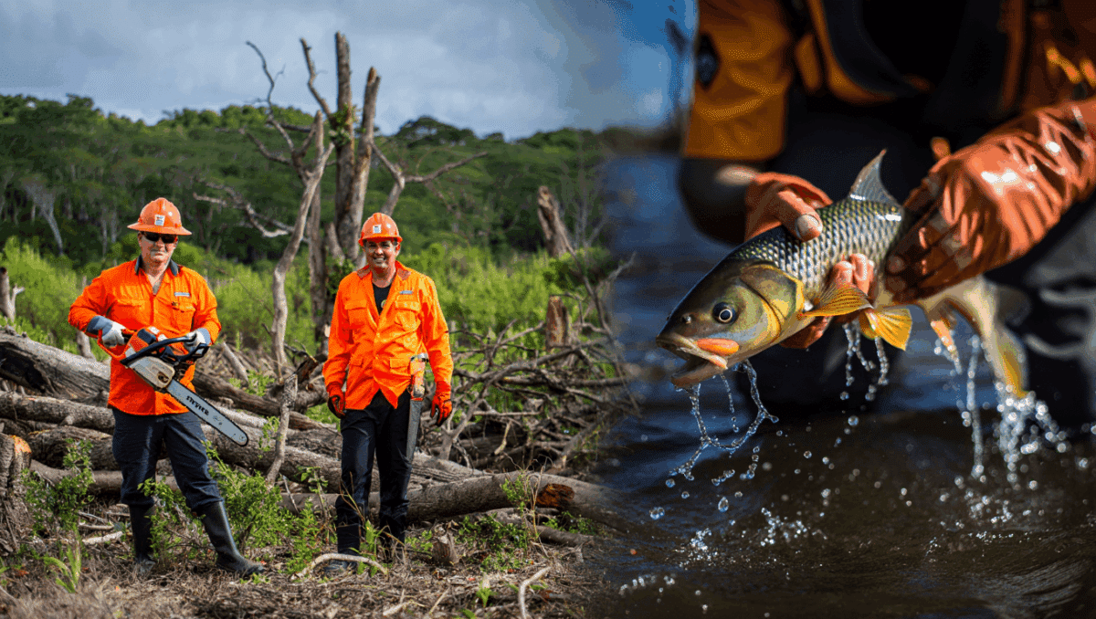 Conservationists Successfully Tackle Invasive Trees and Fish in Vital South Africa Ecosystems