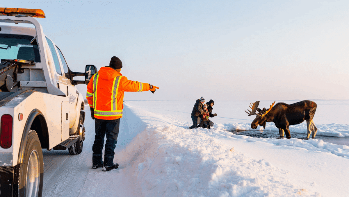 Tow Truck Driver Tells Customers to Wait Until He Finishes Moose Rescue: ‘Oh, that’s fine…’ (WATCH)