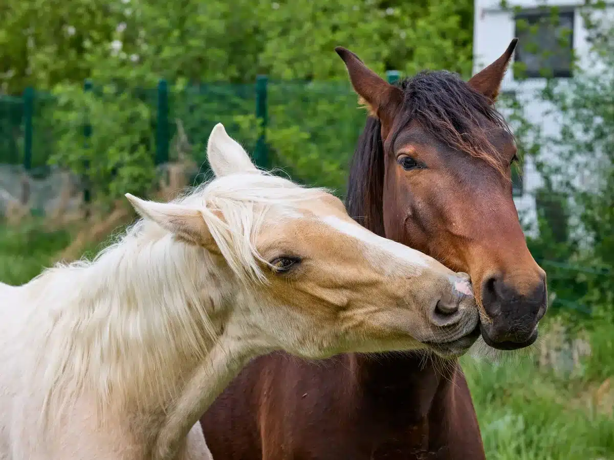 Nahaufnahme der Hufe eines Pferdes auf verschiedenen Bodentexturen in einem Reitplatz.