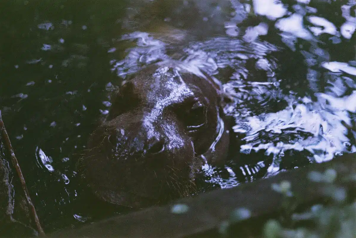 Newborn pygmy hippo calf nursing alongside its mother in water