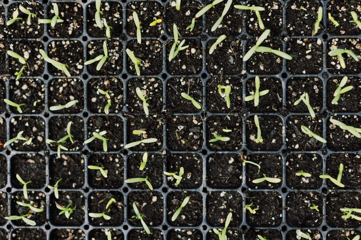 Close-up of agave seeds being collected and prepared for propagation in a nursery