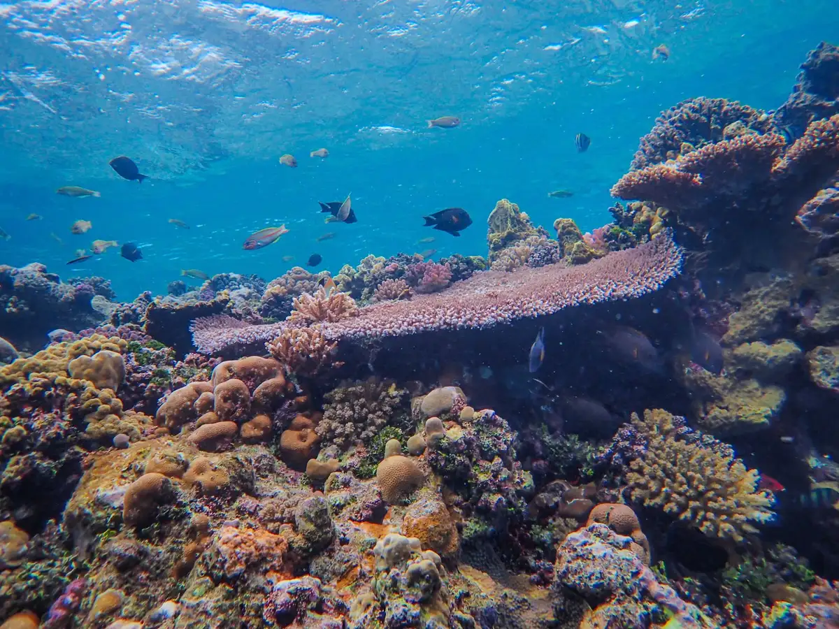 Scientists conducting underwater survey of coral cover and species composition on reef