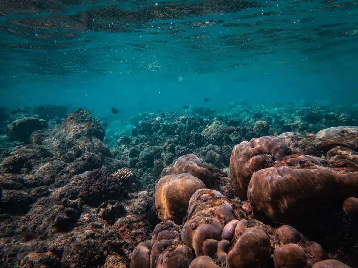 Underwater coral reef with branching corals illuminated by filtered sunlight through clear water