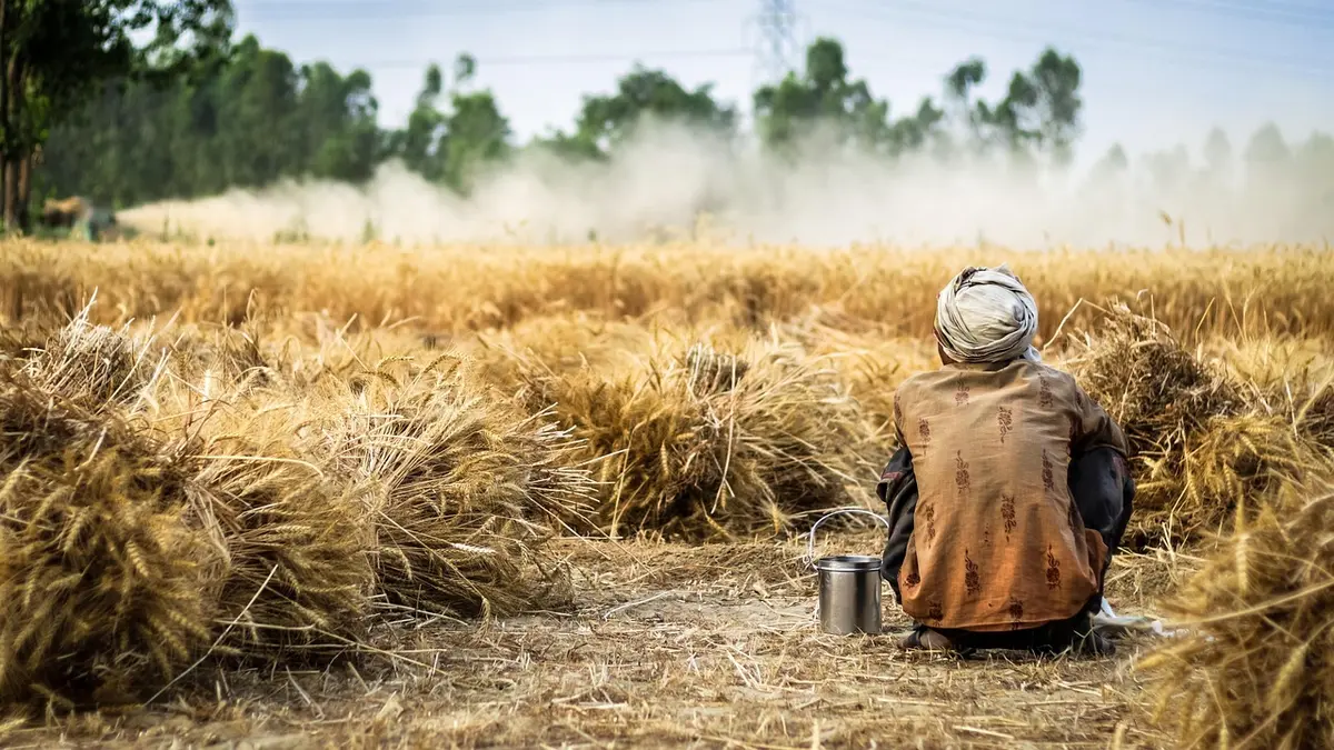 Farmers harvesting vegetables from irrigated fields in Ethiopia