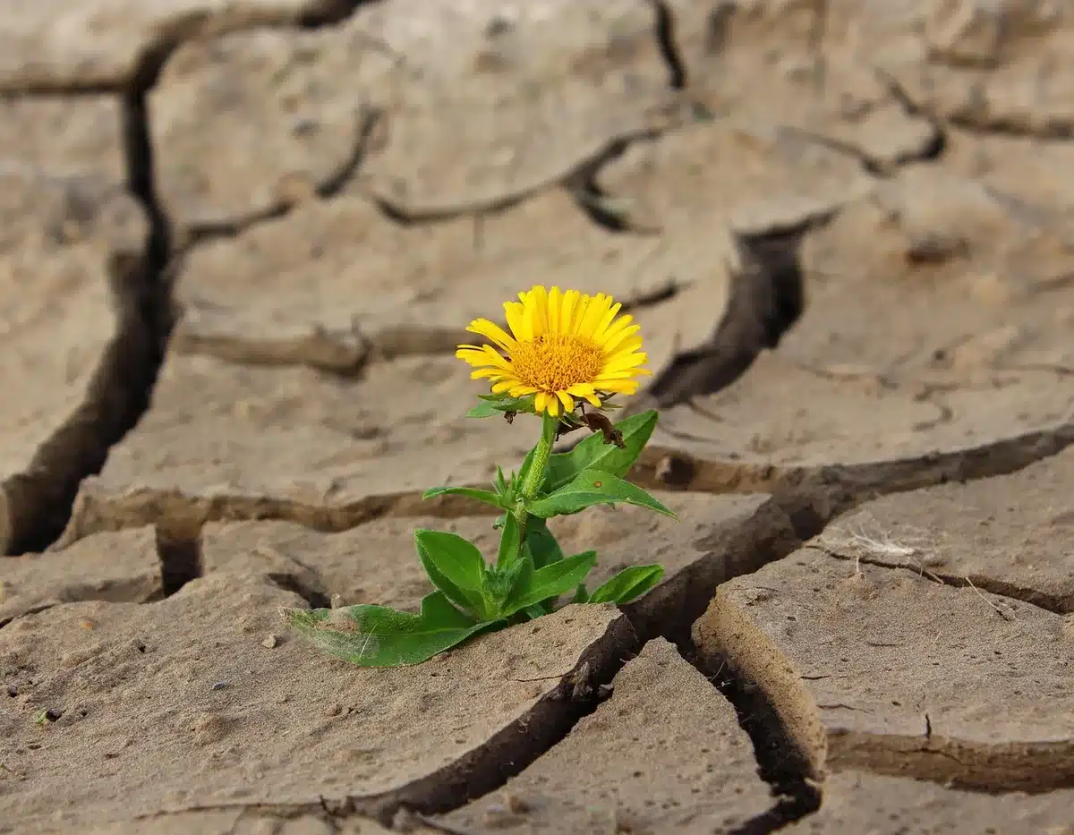 Resurrection plant demonstrating drought survival mechanism that inspired vaccine powder technology